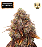 Gelato 41 – Seed Stockers – Feminisiert