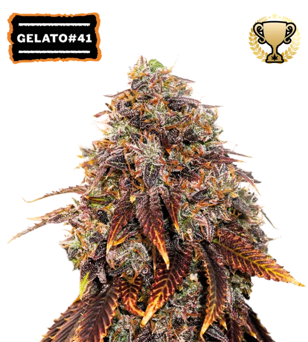 Gelato 41 – Seed Stockers – Feminisiert