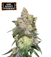Girl Scout Cookies – Seed Stockers – Feminisiert