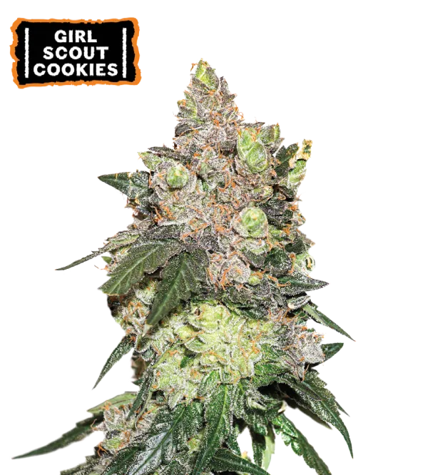 Girl Scout Cookies – Seed Stockers – Feminisiert