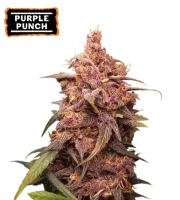 Purple Punch – Seed Stockers – Feminisiert
