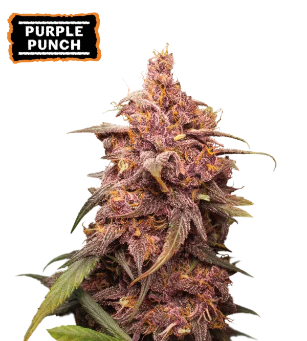 Purple Punch – Seed Stockers – Feminisiert