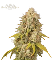 Santa Marta Haze – Seed Stockers – Feminisiert