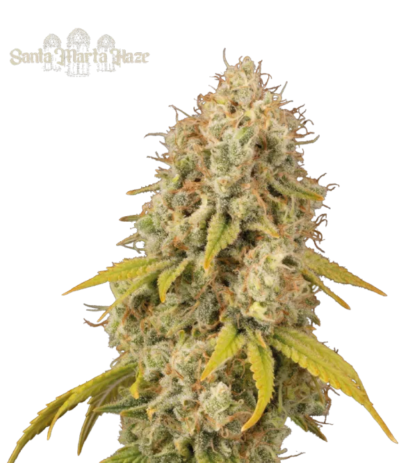 Santa Marta Haze – Seed Stockers – Feminisiert