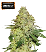 Sherbet – Seed Stockers – Feminisiert