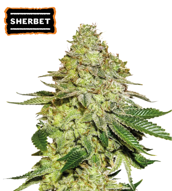 Sherbet – Seed Stockers – Feminisiert