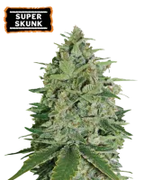 Super Skunk – Seed Stockers – Feminisiert