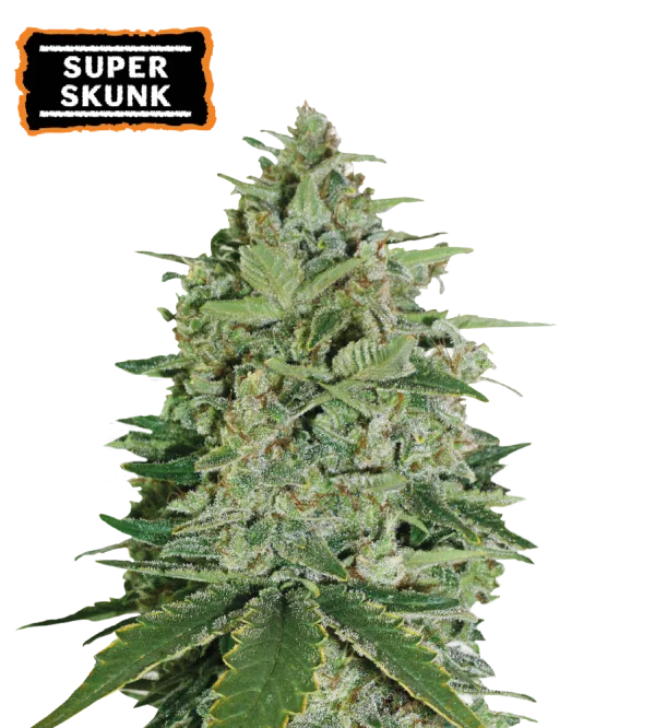 Super Skunk – Seed Stockers – Feminisiert