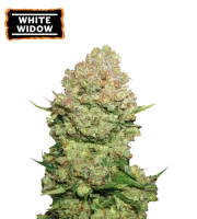 White Widow – Seed Stockers – Feminisiert