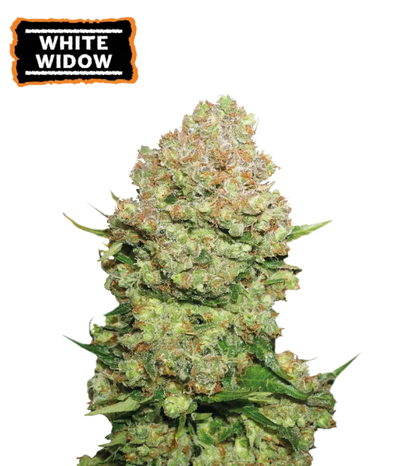 White Widow – Seed Stockers – Feminisiert