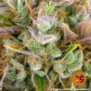 LSD Auto