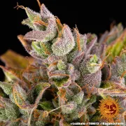 LSD Auto – Barneys Farm – Autoflowering