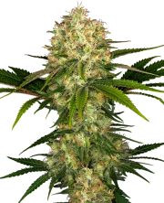 Afghani #1 – Sensi Seeds – Regulär