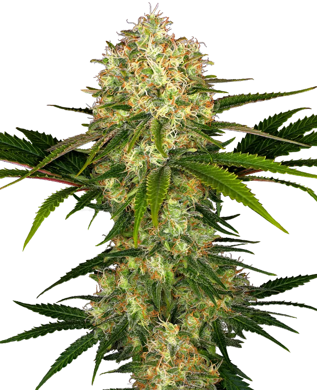 Afghani #1 – Sensi Seeds – Regulär