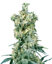 American Dream – Sensi Seeds – Regulär