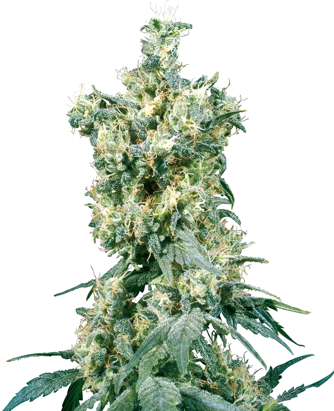 American Dream – Sensi Seeds – Regulär