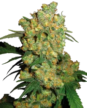 Big Bud – Sensi Seeds – Regulär