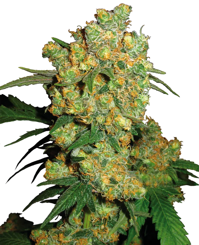 Big Bud – Sensi Seeds – Regulär