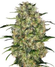 Black Domina – Sensi Seeds – Regulär