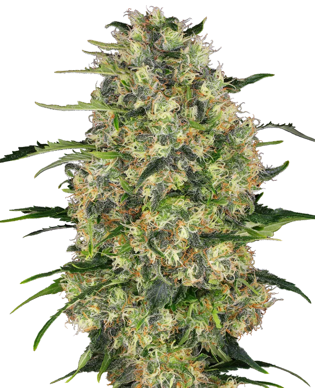 Black Domina – Sensi Seeds – Regulär