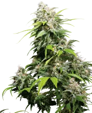 California Indica – Sensi Seeds – Regulär