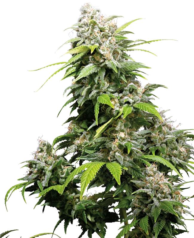 California Indica – Sensi Seeds – Regulär