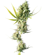 Durban – Sensi Seeds – Regulär
