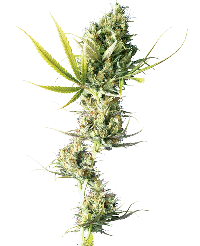 Durban – Sensi Seeds – Regulär