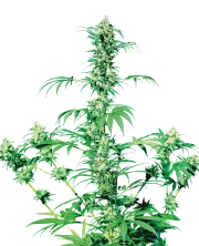 Early Girl – Sensi Seeds – Regulär
