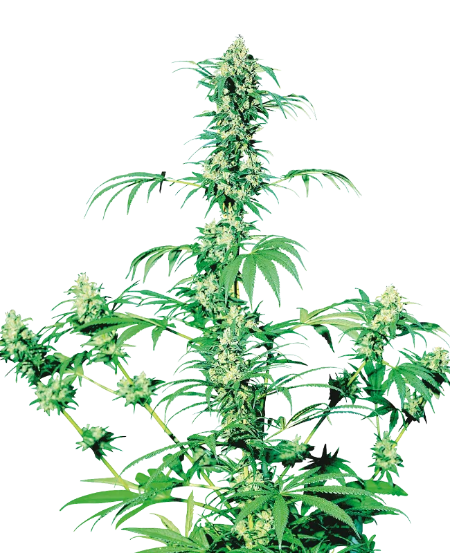 Early Girl – Sensi Seeds – Regulär