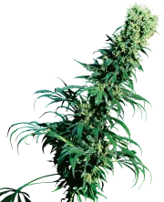 Early Pearl – Sensi Seeds – Regulär