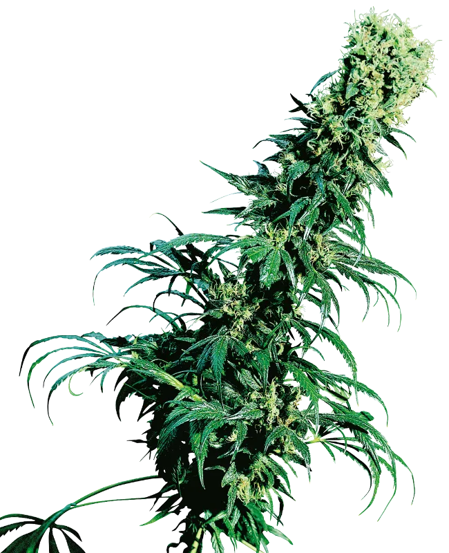 Early Pearl – Sensi Seeds – Regulär