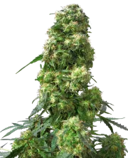 Early Skunk – Sensi Seeds – Regulär