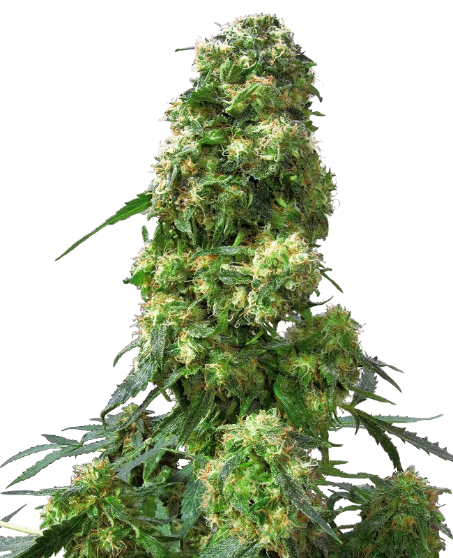 Early Skunk – Sensi Seeds – Regulär