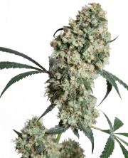 Ed Rosenthal Superbud – Sensi Seeds – Regulär