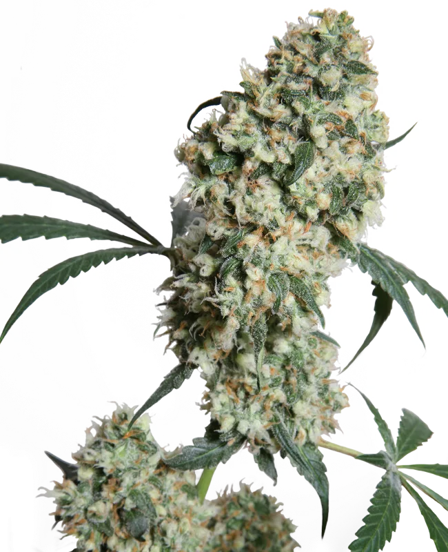 Ed Rosenthal Superbud – Sensi Seeds – Regulär