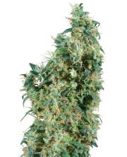 First Lady – Sensi Seeds – Regulär