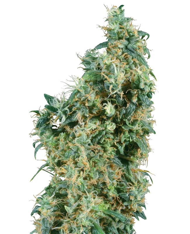 First Lady – Sensi Seeds – Regulär