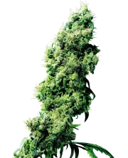 Four Way – Sensi Seeds – Regulär