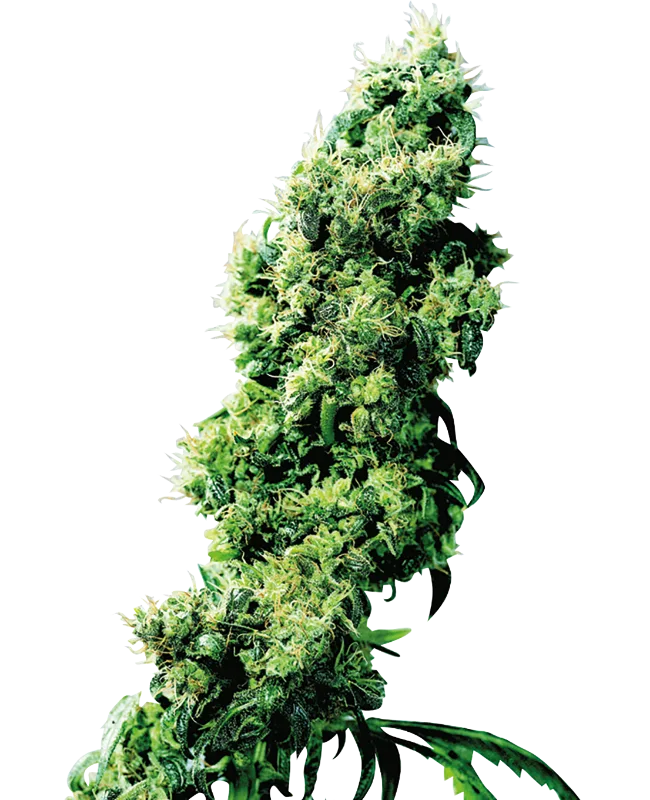 Four Way – Sensi Seeds – Regulär