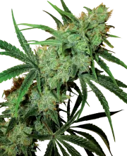 Fruity Juice – Sensi Seeds – Regulär