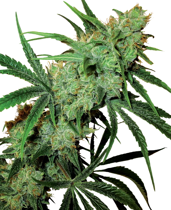 Fruity Juice – Sensi Seeds – Regulär