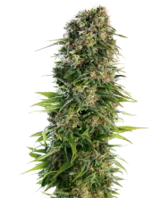 Hindu Kush Auto – Sensi Seeds – Autoflowering