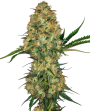 Hindu Kush – Sensi Seeds – Regulär