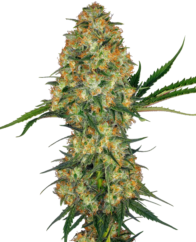 Hindu Kush – Sensi Seeds – Regulär