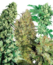 Indoor Mix – Sensi Seeds – Regulär
