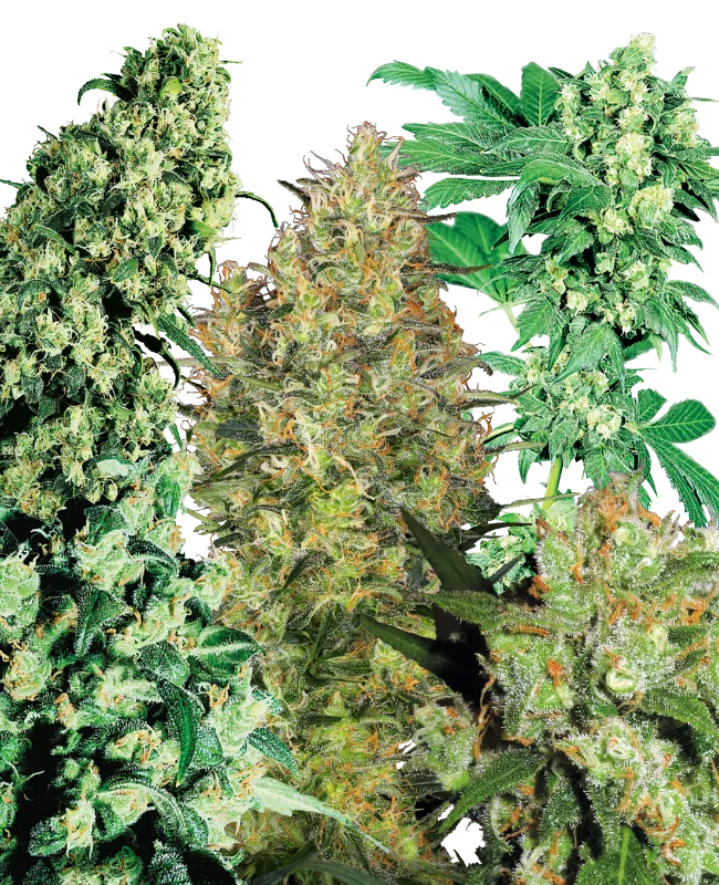 Indoor Mix – Sensi Seeds – Regulär