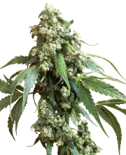 Jack Flash – Sensi Seeds – Regulär