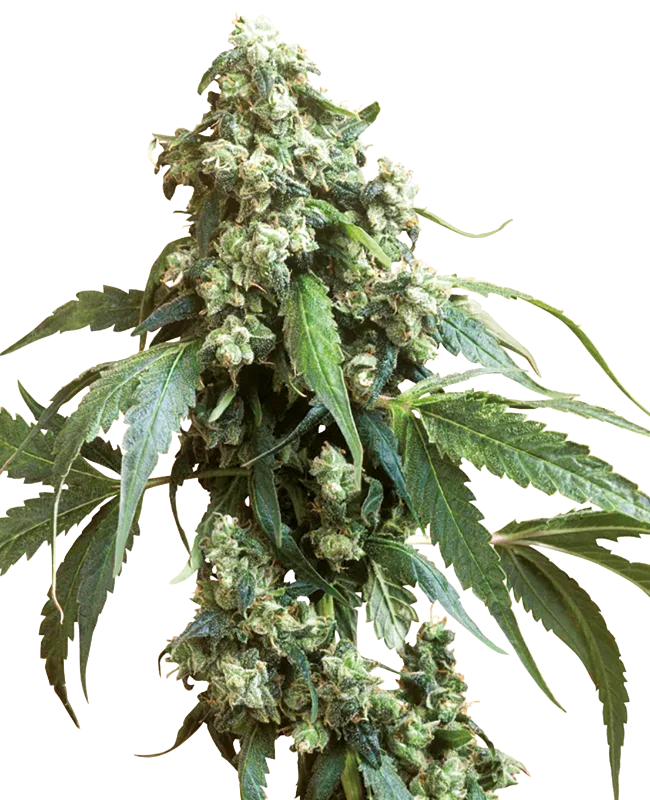 Jack Flash – Sensi Seeds – Regulär