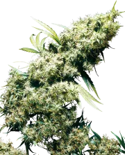 Jamaican Pearl – Sensi Seeds – Regulär